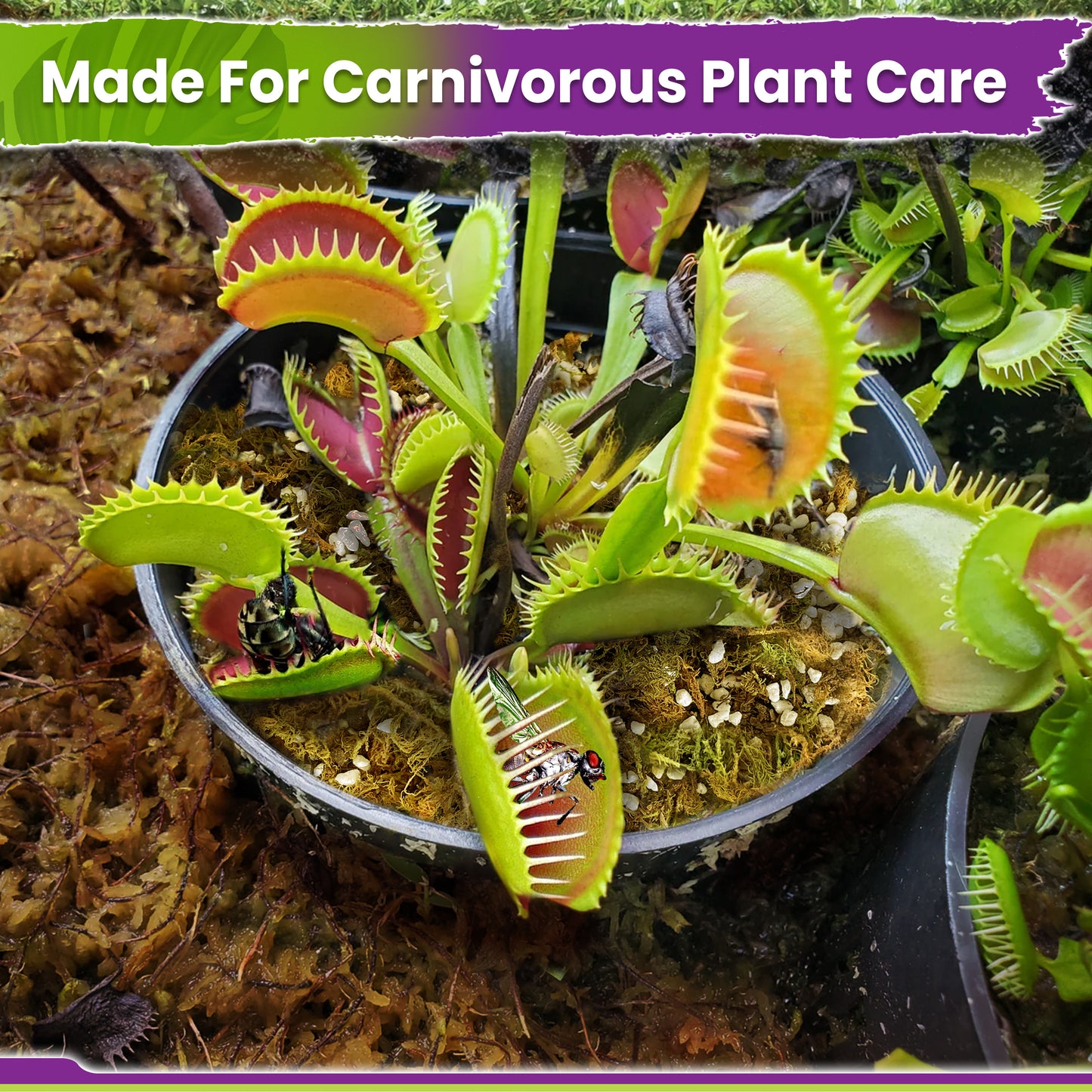 Carnivorous Plant Soil Mix - Include Forest Moss, Peat Moss, Perlite Potting Mix for Carnivorous Plants, Pitcher Plant, Butterworts, Sundews - Carnivorous Plant Food