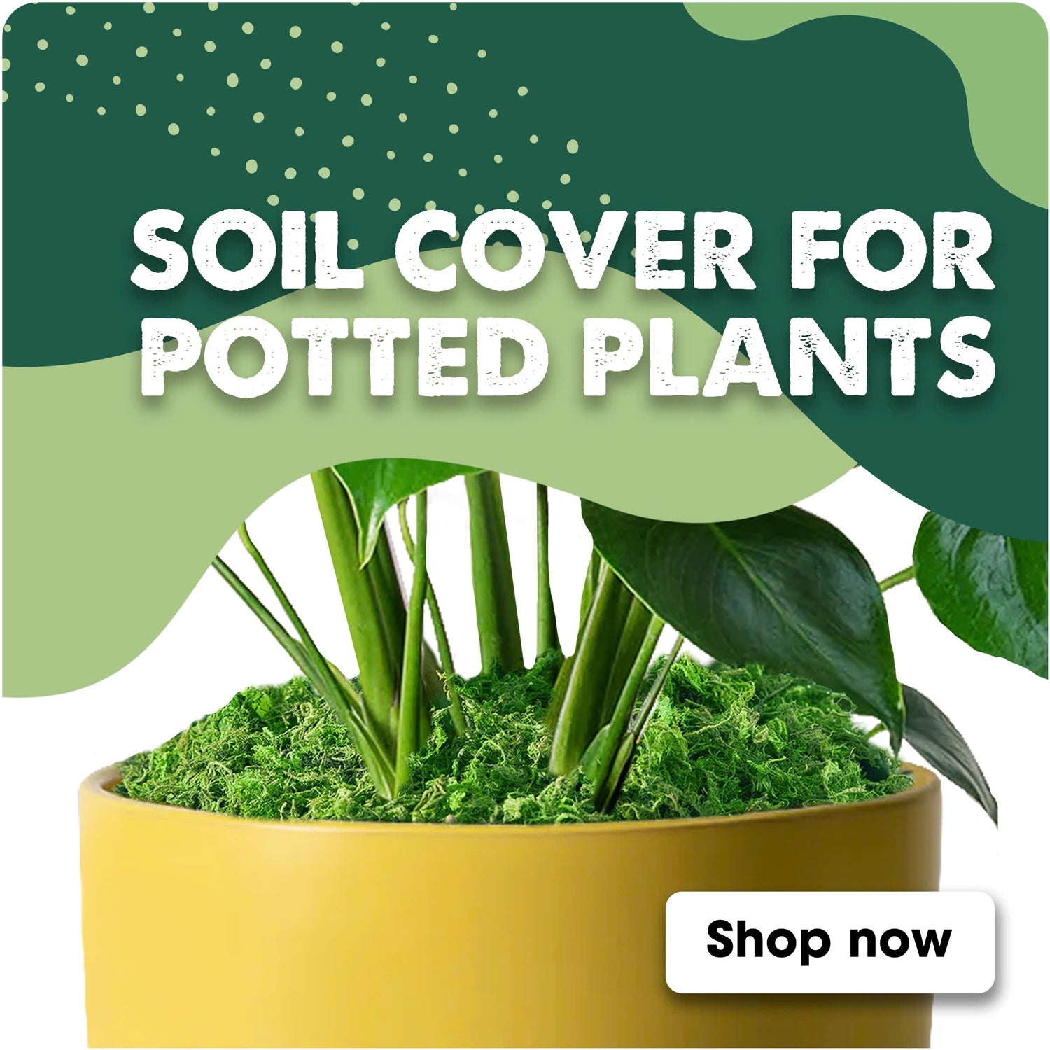 SOIL COVER FOR POTTED PLANTS