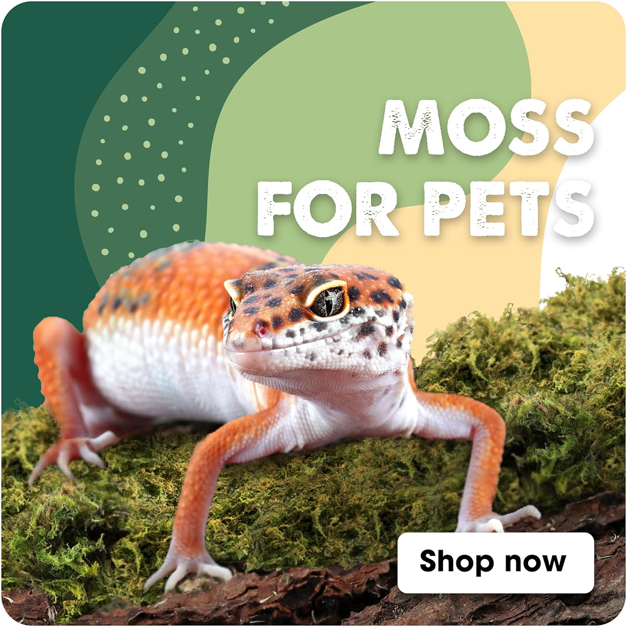 MOSS FOR PETS
