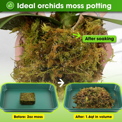 DUSPRO Dried Moss for Potted Plants, Forest Orchid Moss for Potting Mix, Sphagnum Potting Moss for Plants Indoor, Real Moss Soil Cover for Houseplant