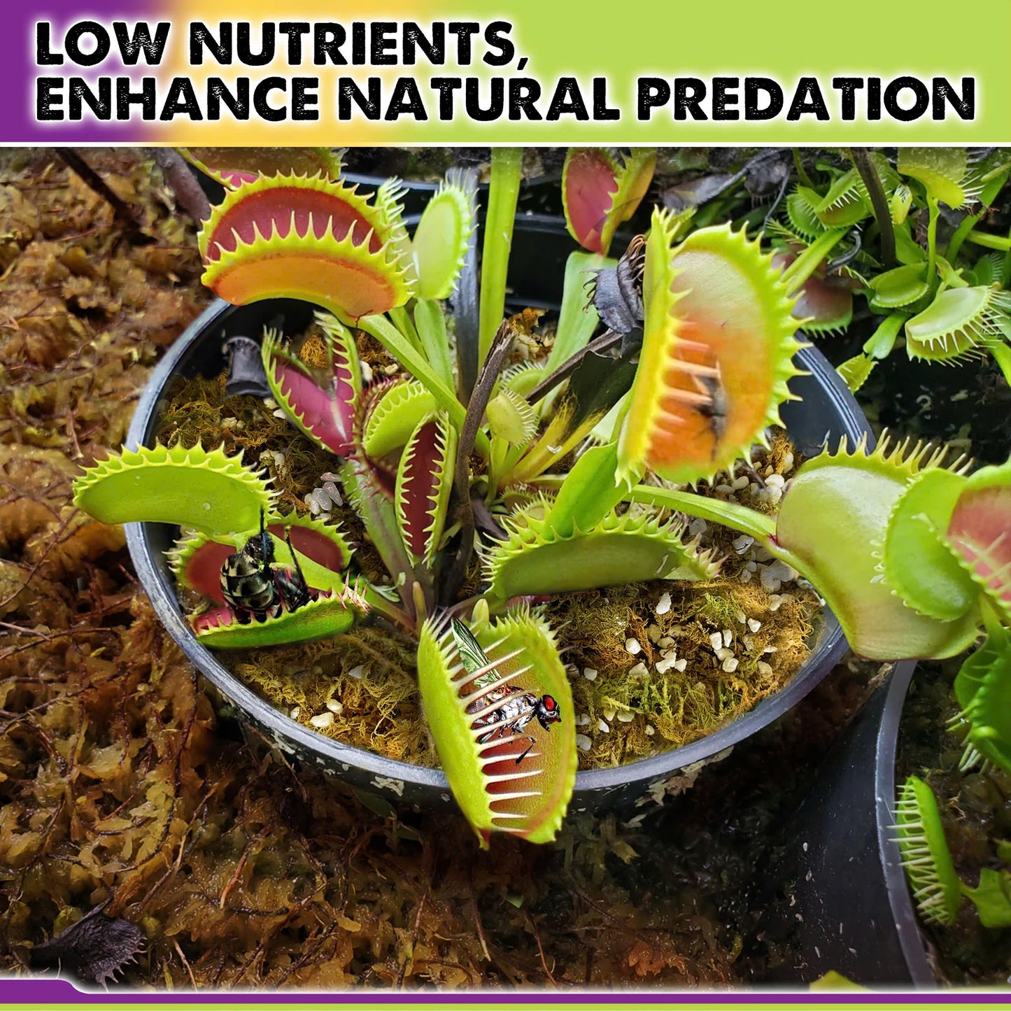 Carnivorous Plant Soil Mix - Include Forest Moss, Peat Moss, Perlite Potting Mix for Carnivorous Plants, Pitcher Plant, Butterworts, Sundews - Carnivorous Plant Food