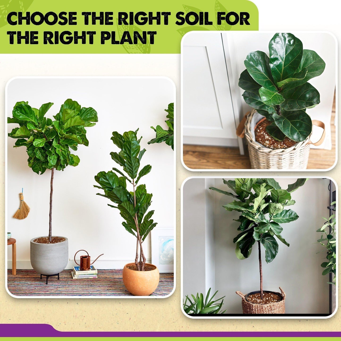 DUSPRO Recycle Fiddle Leaf Fig Soil Specialized for Fiddle Leaf Fig Plant Indoor 5-in-1 Pre-Mixed with Coco Coir, Coconut Fiber, Perlite, Pumice, Pine Bark Ready-to-Use Handmade Mix Drainage