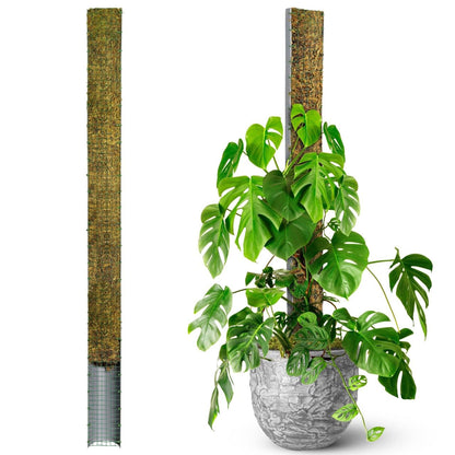 DUSPRO 59’’ D-Shape Moss Pole for Climbing Plants Monstera Moss Plant Pole Handmade Moss Stick for Indoor (59'', 1pc.)