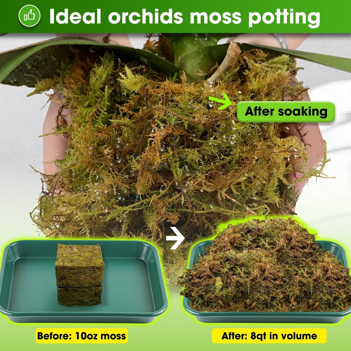 DUSPRO Dried Moss for Potted Plants, Forest Orchid Moss for Potting Mix, Sphagnum Potting Moss for Plants Indoor, Real Moss Soil Cover for Houseplant