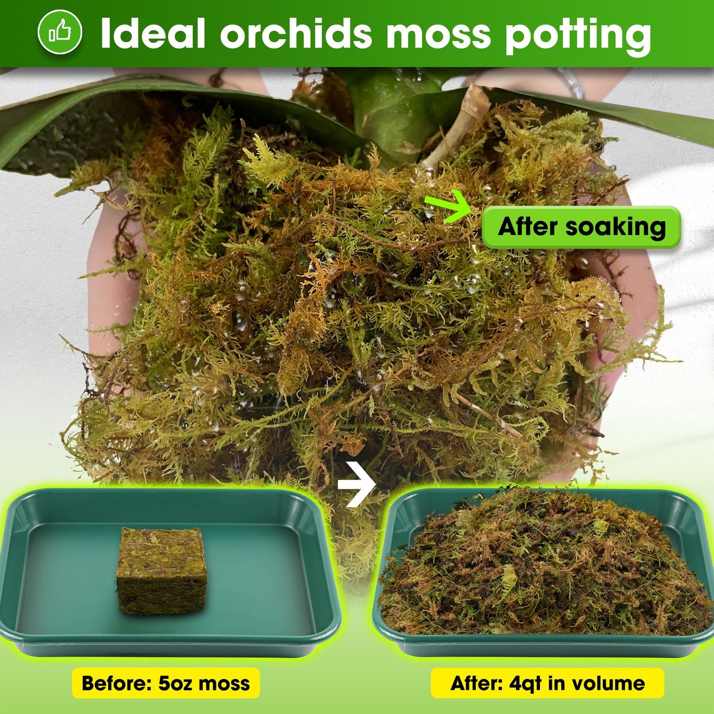 DUSPRO Dried Moss for Potted Plants, Forest Orchid Moss for Potting Mix, Sphagnum Potting Moss for Plants Indoor, Real Moss Soil Cover for Houseplant