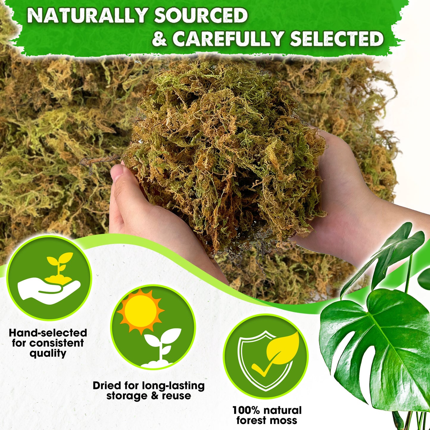 DUSPRO Dried Moss for Potted Plants, Forest Orchid Moss for Potting Mix, Sphagnum Potting Moss for Plants Indoor, Real Moss Soil Cover for Houseplant