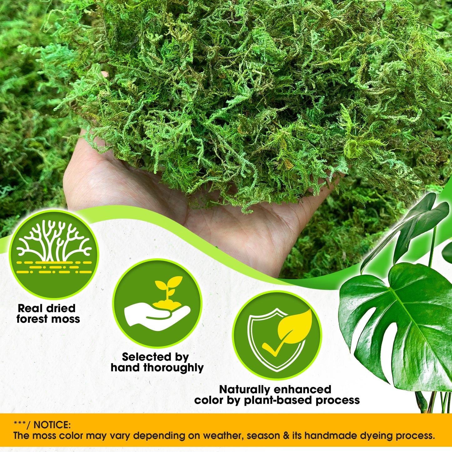 DUSPRO Green Forest Moss for Crafts, Real Dried Decorative Moss for Indoor Planter Soil Cover, Table Centerpieces, Wedding, Easter & Christmas Decor, DIY Projects