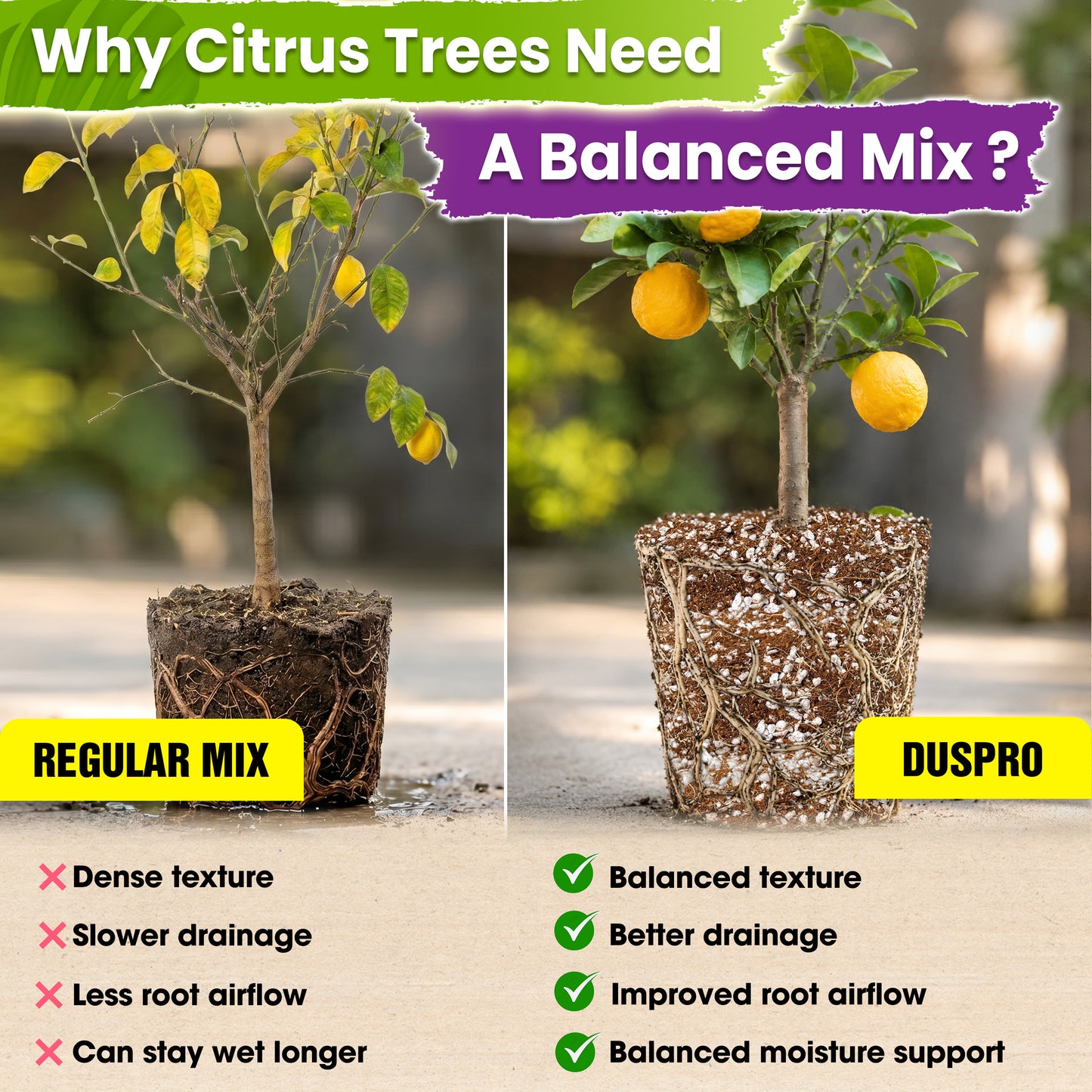 DUSPRO Recycle Citrus Tree Potting Soil Mix for Potted Lemon Tree, Specialized for Oranges, Fruit Tree Indoor Planting Pre-Mixed 4-in-1 Ready to Use