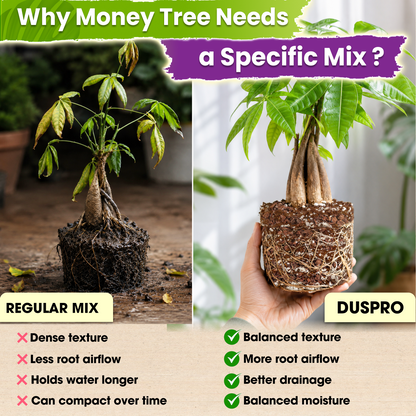 DUSPRO Recycle Money Tree Soil, Premium Coco Coir Perlite Mix and Pine Bark for Money Tree Soil