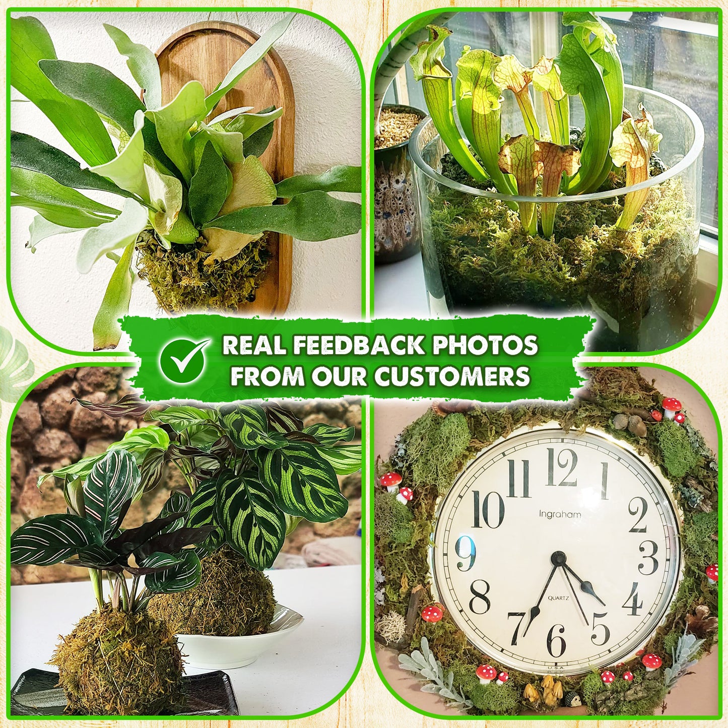DUSPRO Dried Moss for Potted Plants, Forest Orchid Moss for Potting Mix, Sphagnum Potting Moss for Plants Indoor, Real Moss Soil Cover for Houseplant