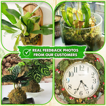 DUSPRO Dried Moss for Potted Plants, Forest Orchid Moss for Potting Mix, Sphagnum Potting Moss for Plants Indoor, Real Moss Soil Cover for Houseplant