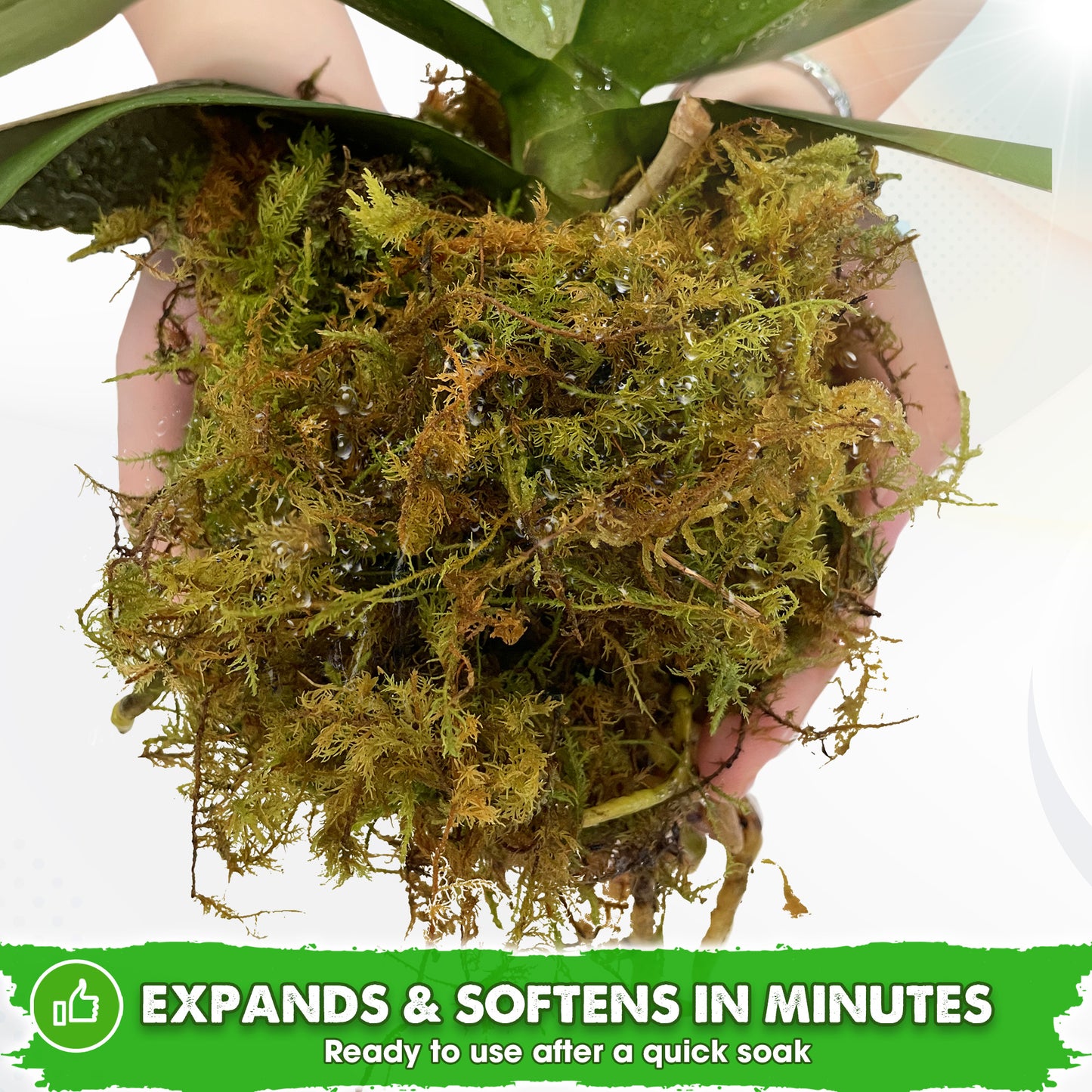 DUSPRO Dried Moss for Potted Plants, Forest Orchid Moss for Potting Mix, Sphagnum Potting Moss for Plants Indoor, Real Moss Soil Cover for Houseplant