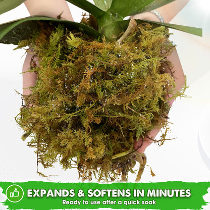 DUSPRO Dried Moss for Potted Plants, Forest Orchid Moss for Potting Mix, Sphagnum Potting Moss for Plants Indoor, Real Moss Soil Cover for Houseplant